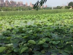 -前关湿地公园