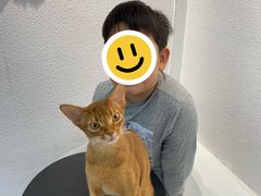 -琪喵猫屋·撸猫猫咖·猫舍