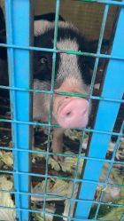 -小蜜蜂农场(凯德七宝购物广场店)