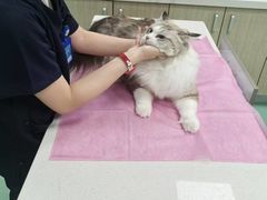 -北京观赏动物医院·24小时大型综合·猫专科·异宠专科