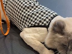 -爱宠屋pet shop·宠物洗澡·宠物美容