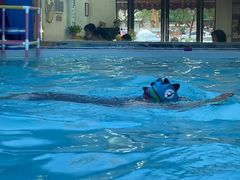 -蓝鲸奇亲子游泳俱乐部