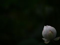 -四川大学(望江校区)