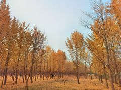 -汉景帝阳陵博物院