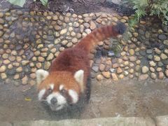 -深圳野生动物园