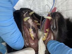 -爱妮康宠物医院·干细胞免疫细胞·肿瘤·心脏(张江店)