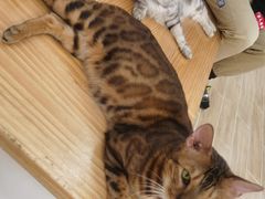 -李小姐の猫咖啡馆(五角场店)