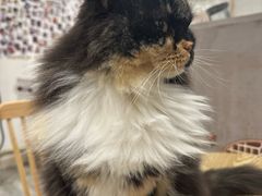 -楼上猫咖(罗湖店)