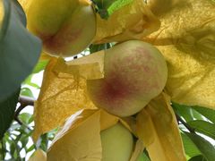 -老袁家蜜桃农场·阳山水蜜桃