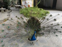 -瑞丽独树成林风景区