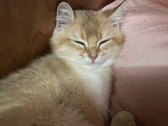 -飞行喵MR PILOT|猫舍·猫咖(静安大融城店)