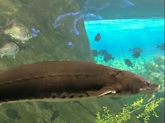 -瑞普利水族馆