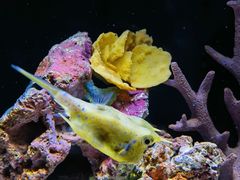 -上海海洋水族馆