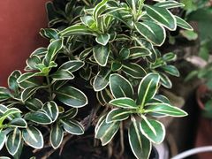 -三峡古玩城(泰古广场店)