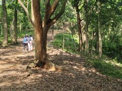 -黄埔油麻山森林公园