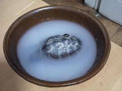 -灵龟之家百象馆(百象馆联合旗舰店)