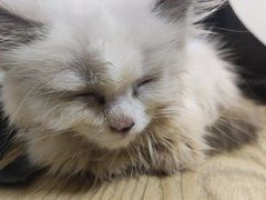 -楼上猫咖(罗湖店)