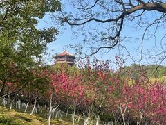 -八仙山公园