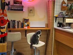 -滚猫咖啡·猫咖·猫友好撸猫(未来城店)