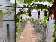 -马陆小张葡萄园农家乐