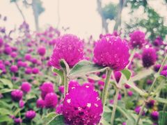-东莞植物园