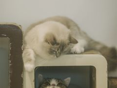 -瞄一喵猫咖(格力海岸店)
