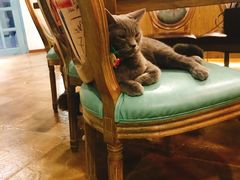 -共舞时光猫咖·狗咖(新街口店)