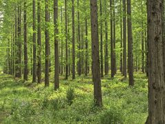 -黄海国家森林公园