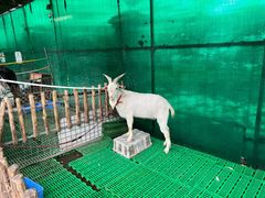 -史努比缤纷世界