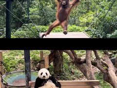 -广州长隆野生动物世界