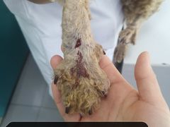 -瑞派宠物医院·24h·骨外科·皮肤科·全科宠物医疗转诊中心(沈阳浑南院)