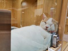 -屋虎猫馆(宝安大仟里店)