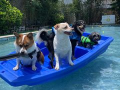 -汪说喵讲宠物乐园宠物酒店(红星美凯龙店)