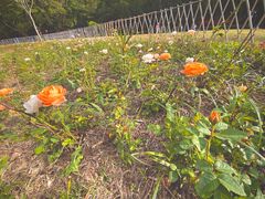 -银湖山郊野公园-相思林