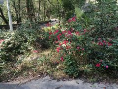 -青芝山风景名胜区