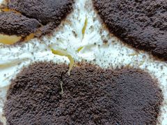 -ebeecake小蜜蜂蛋糕(酒仙桥店)