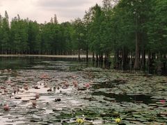 -白鹭湾湿地公园