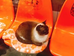 -猫咪博物馆(顶澳仔猫街店)