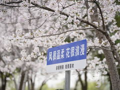 -高东镇樱花园