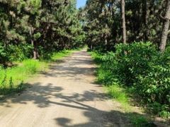 -渡海小渔村.老辈日照菜