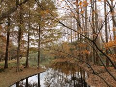 -上海共青森林公园