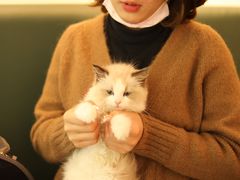 -李小姐の猫咖啡馆(五角场店)