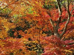 -西湖风景区-江洋畈生态公园