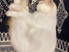 -平行世界·猫咖(首经贸店)