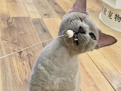 -袖虎·猫馆(体育西路店)