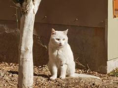 -全心全意连锁动物医院·特色中医诊疗(会城门分院)