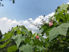 -杭州半山国家森林公园