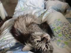 -纳吉亚猫专科动物医院·北北分院