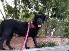 -乖乖乐动物医院(小汤山分院)