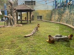 -大连森林动物园